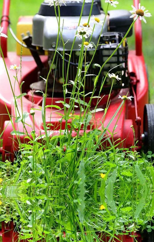 Top-rated residential landscaping for year-round maintenance in Randallstown, MD by Life Source Lawn Care