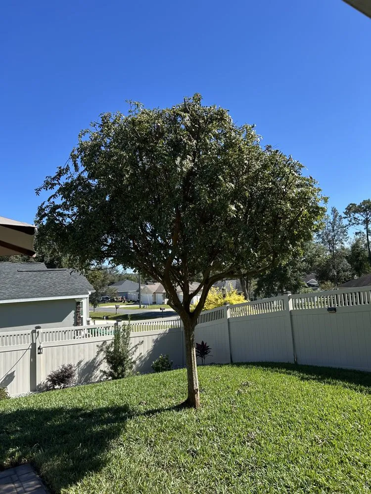 Trusted lawn mowing service experts serving Summerfield, FL - Life Tree Landscape