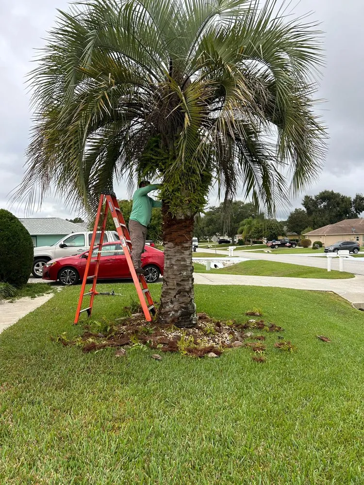 Affordable lawn care service in Summerfield, FL - Life Tree Landscape
