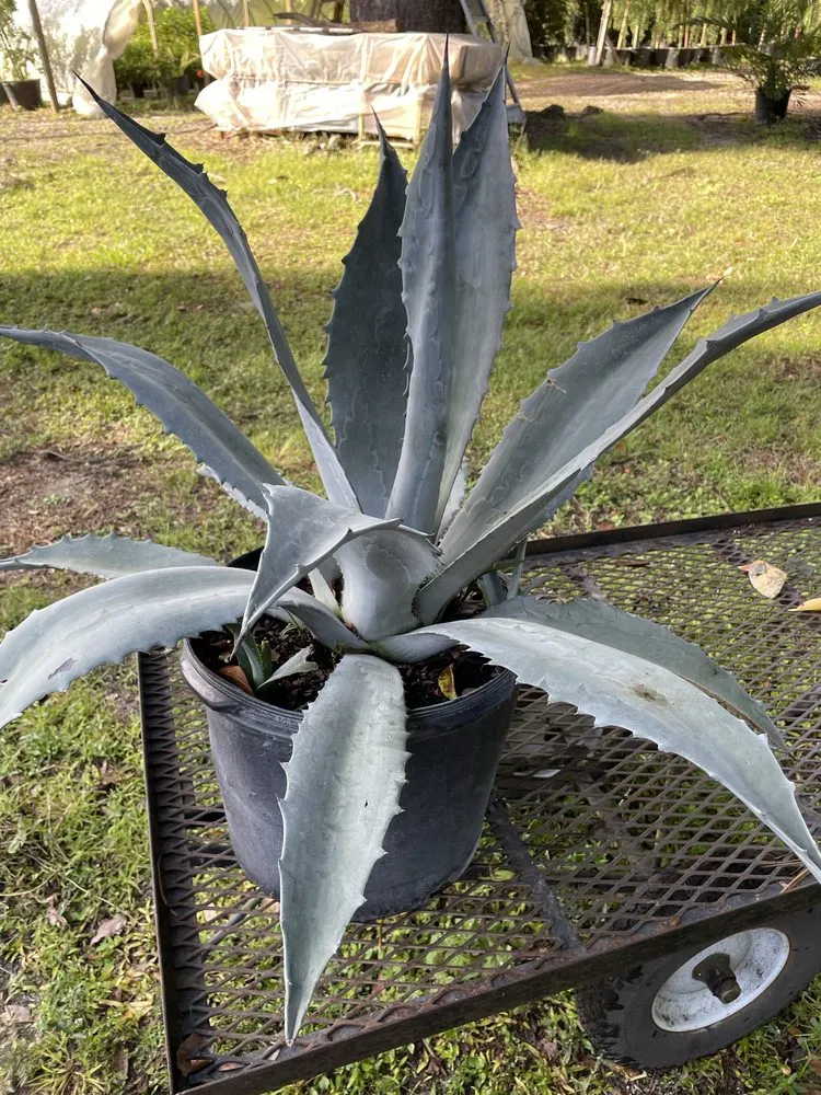 Reliable outdoor landscaping experts serving Summerfield, FL - Life Tree Landscape