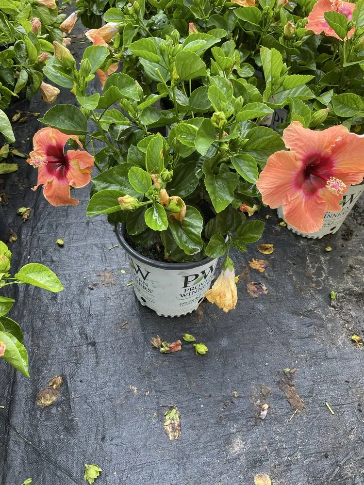 Trusted outdoor landscaping with custom design in Summerfield, FL by Life Tree Landscape