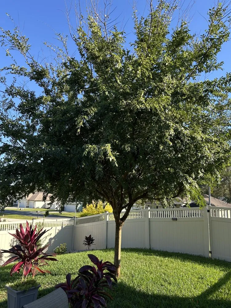 Professional residential landscaping in Summerfield, FL - Life Tree Landscape