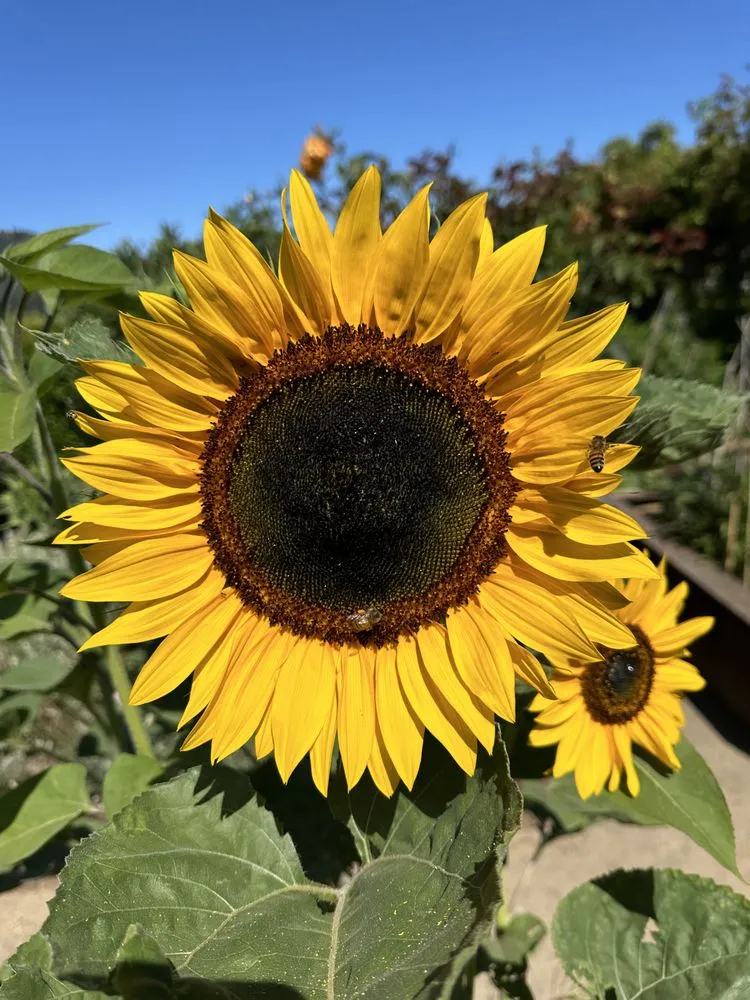 Professional outdoor landscaping in Seaside, CA - Life Tree Landscaping