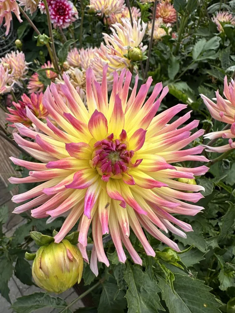 Reliable residential landscaping for homes in Seaside, CA by Life Tree Landscaping