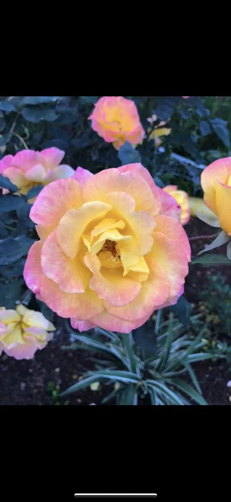 Local landscape design for year-round maintenance across Seaside, CA - Life Tree Landscaping