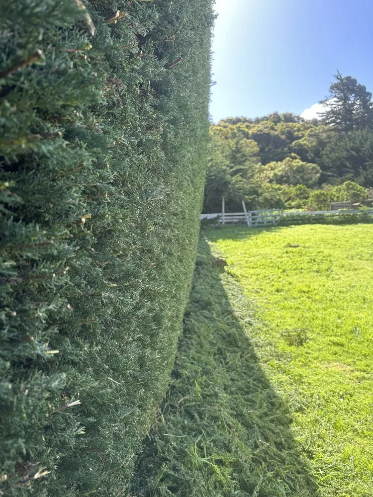 Expert yard maintenance for outdoor upgrades across Seaside, CA - Life Tree Landscaping