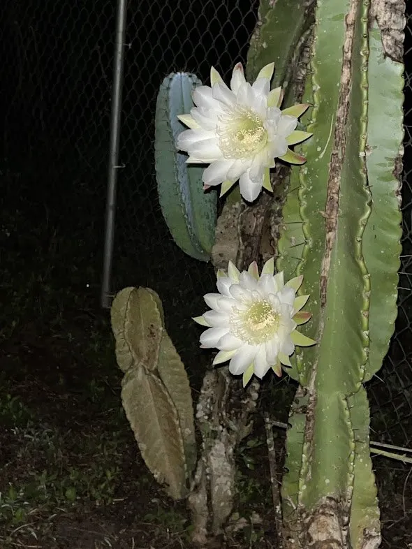 Trusted outdoor landscaping with custom design across Immokalee, FL - Life's Lawn Care