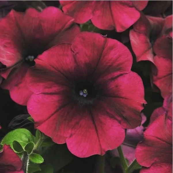 Affordable yard cleanup service in Redwood Falls, MN by Lifestyle Landscape