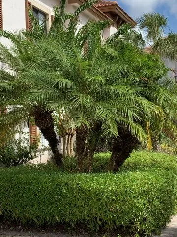 Top-rated residential landscaping for beautiful yards in Fort Pierce, FL by Lifestyles of Living Landscaping