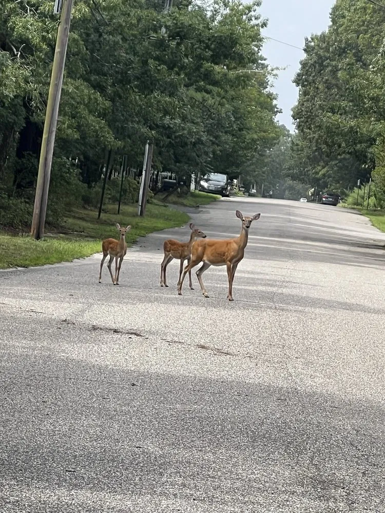 Trusted landscaping services in East Meadow, NY by Lifetime Irrigation
