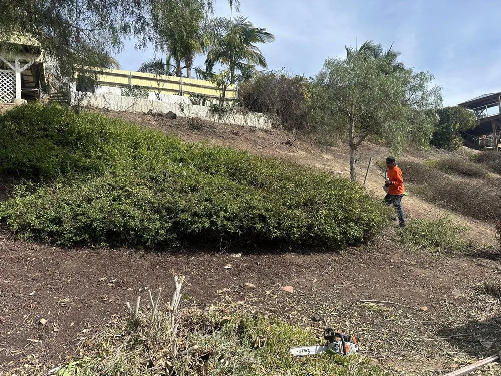 Custom outdoor landscaping for year-round maintenance in Escondido, CA by Lifetime Tree Care
