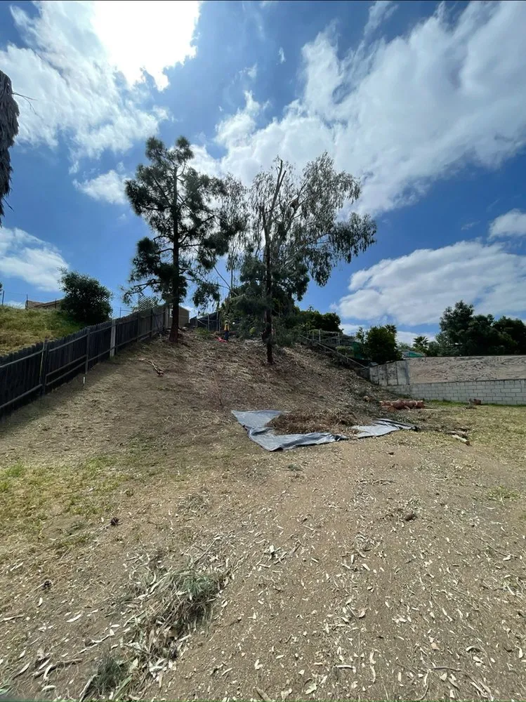 Top-rated outdoor landscaping in Escondido, CA - Lifetime Tree Care