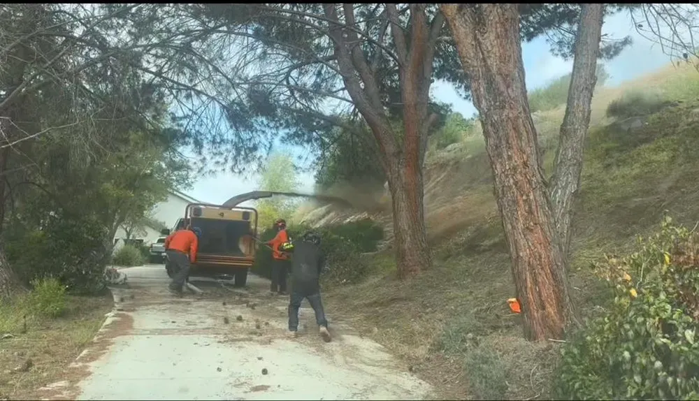 Affordable landscape installation in Escondido, CA - Lifetime Tree Care