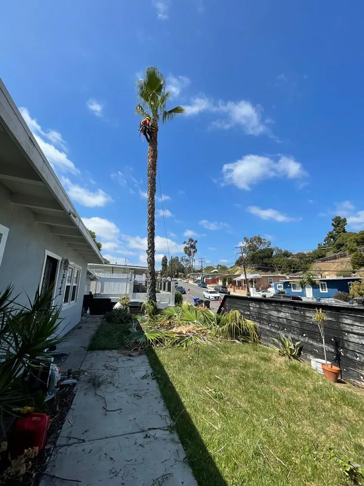 Local landscaping services in Escondido, CA by Lifetime Tree Care