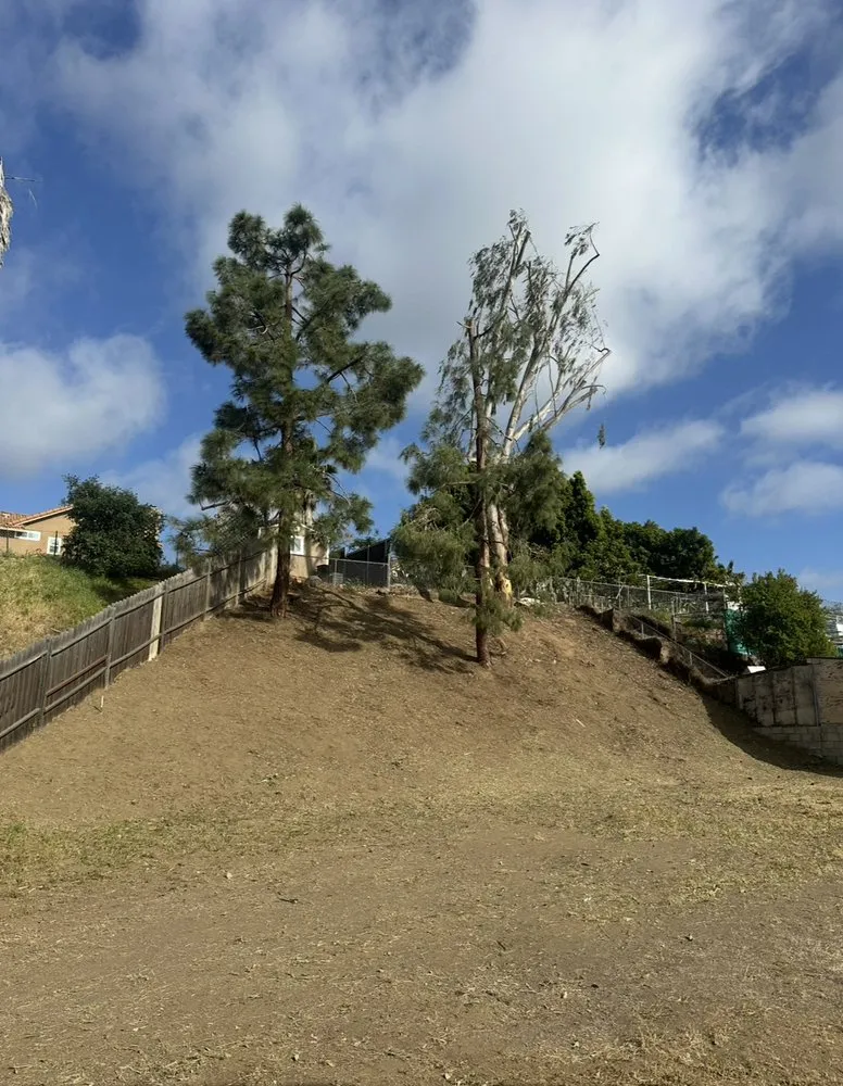 Local residential landscaping in Escondido, CA by Lifetime Tree Care