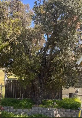 Lifetime Tree Care Logo