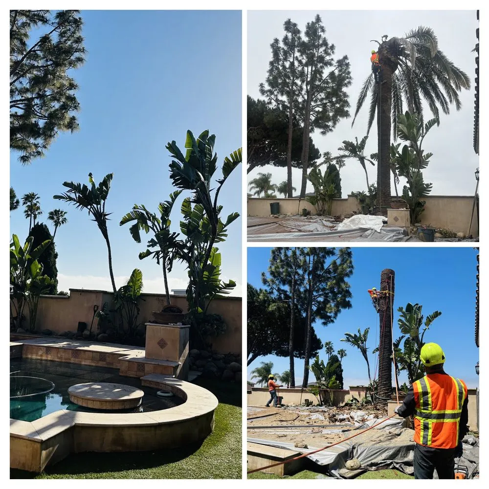 Trusted lawn care service experts serving Escondido, CA - Lifetime Tree Service