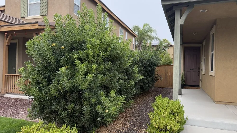 Top-rated garden landscaping with custom design across Escondido, CA - Lifetime Tree Service