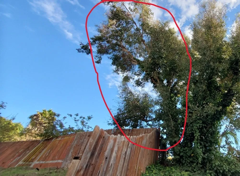 Expert lawn mowing service for beautiful yards in Escondido, CA by Lifetime Tree Service