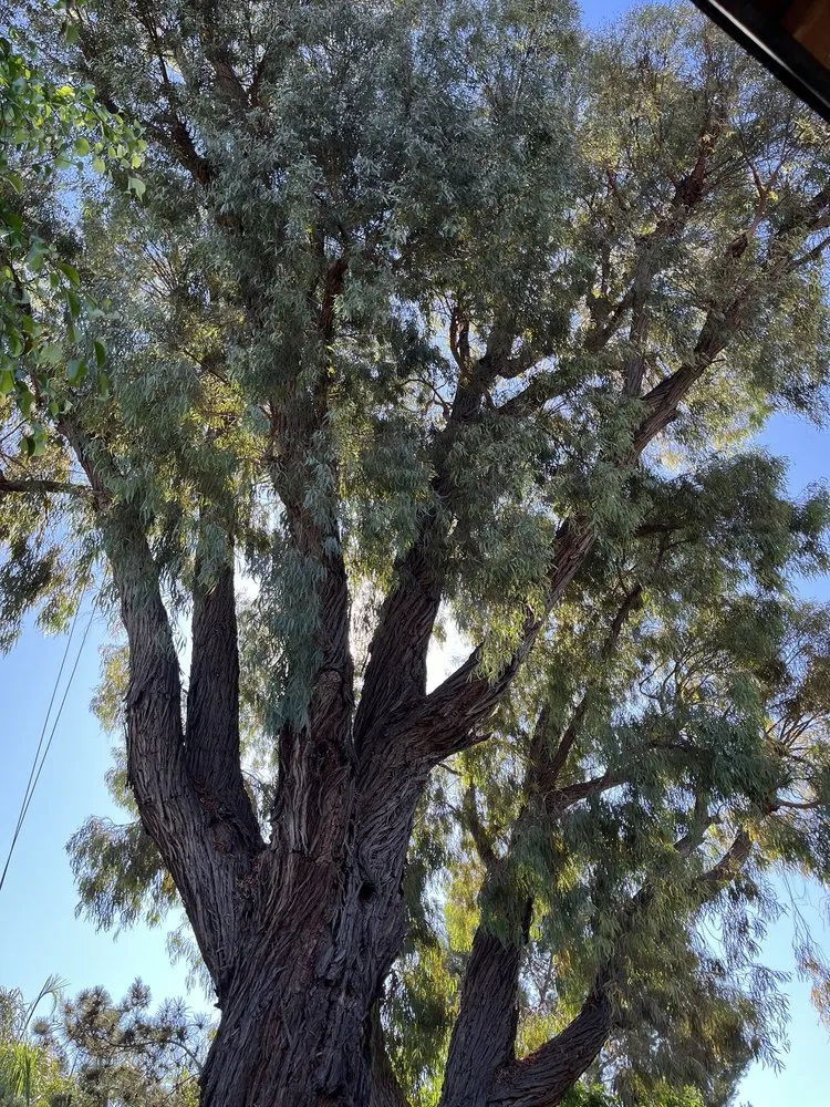 Custom landscape installation in Escondido, CA - Lifetime Tree Service