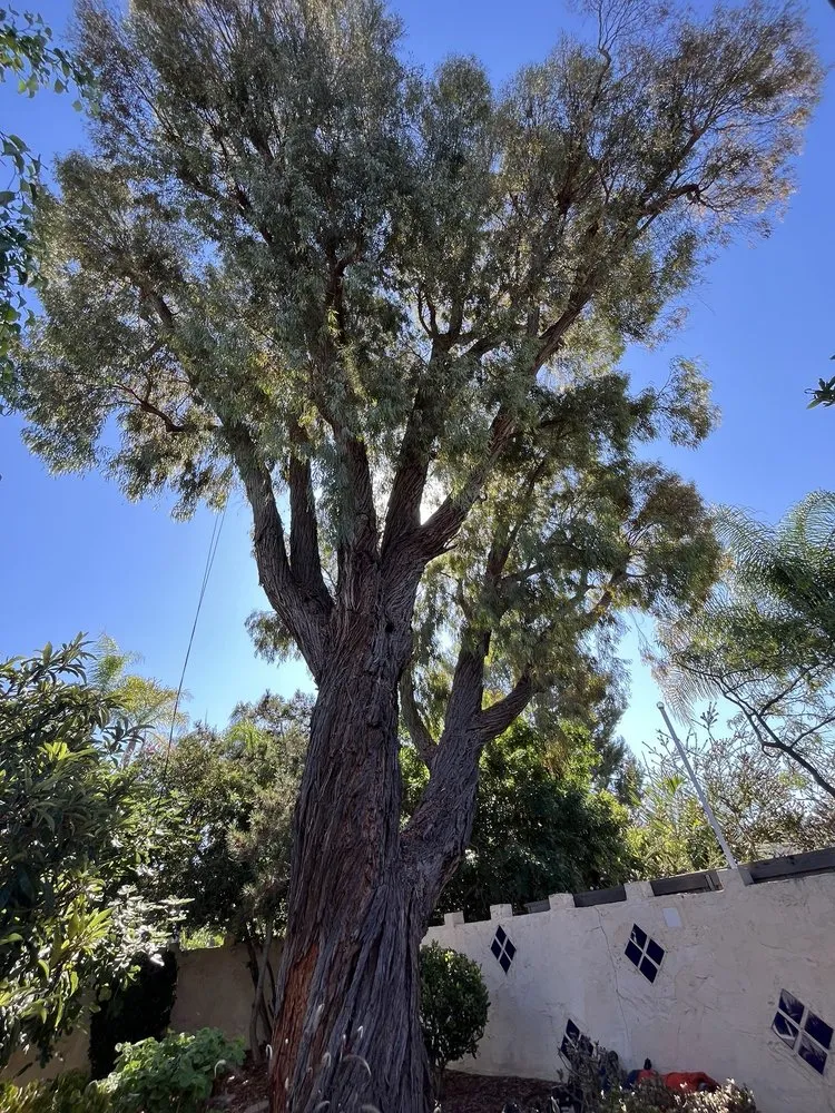 Reliable landscaping services in Escondido, CA - Lifetime Tree Service