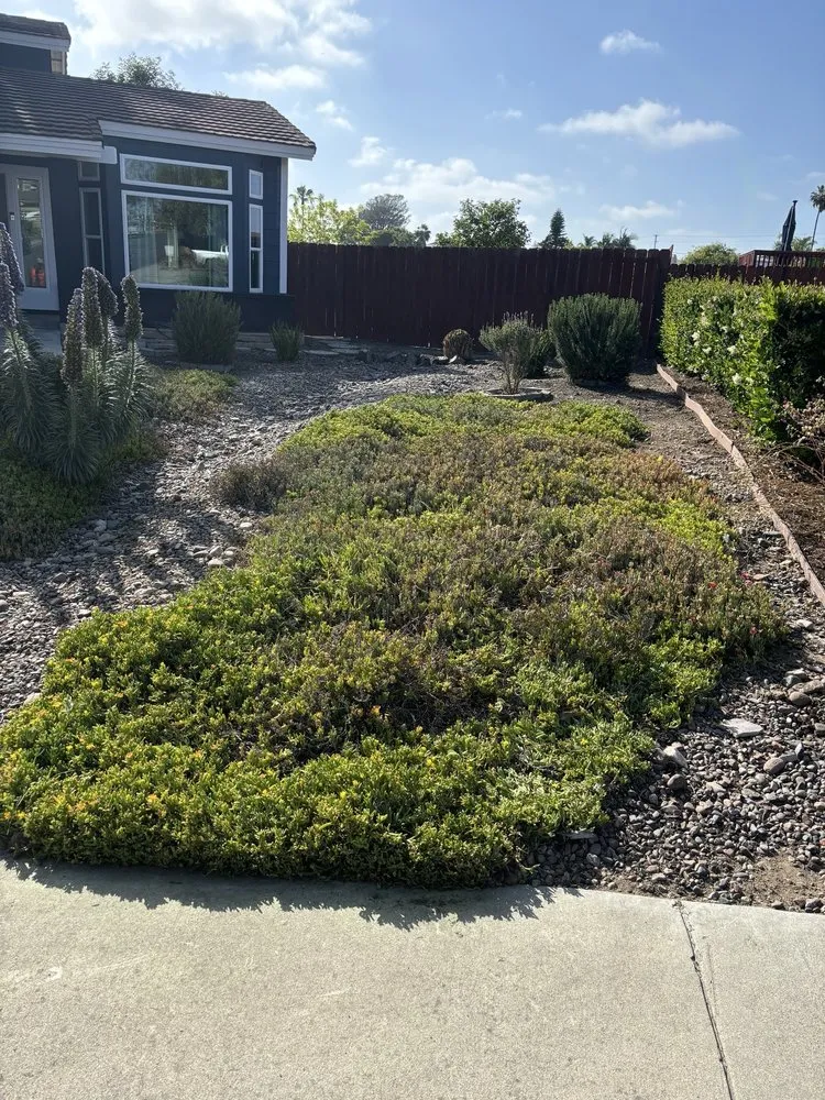 Professional landscape installation in Escondido, CA by Lifetime Tree Service