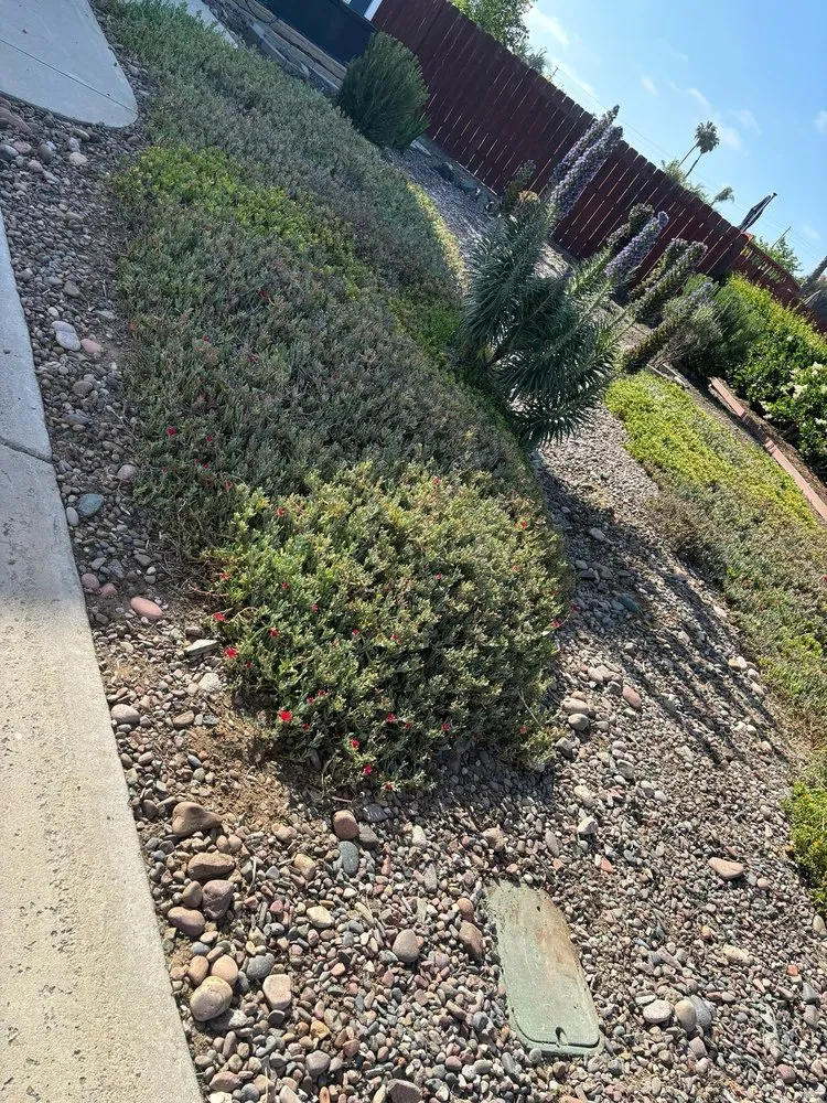 Top-rated landscaping services for outdoor upgrades in Escondido, CA by Lifetime Tree Service