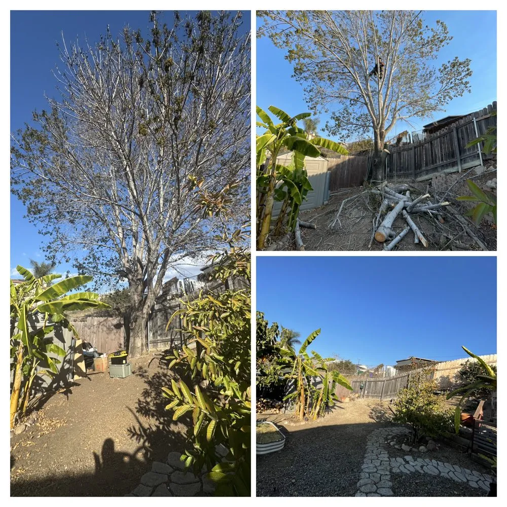 Custom landscaping services in Escondido, CA - Lifetime Tree Service