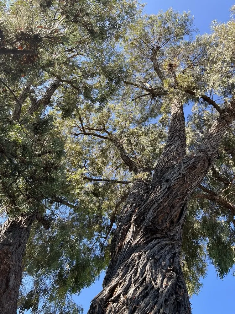 Trusted residential landscaping for beautiful yards across Escondido, CA - Lifetime Tree Service