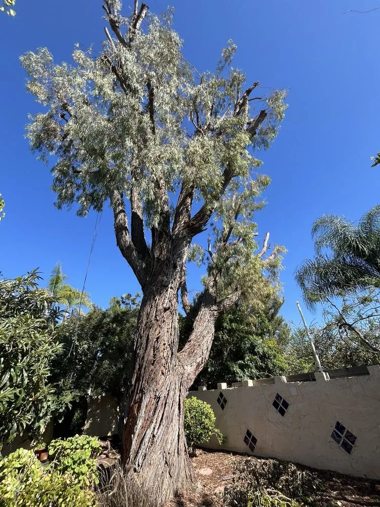 Local garden landscaping near you in Escondido, CA by Lifetime Tree Service