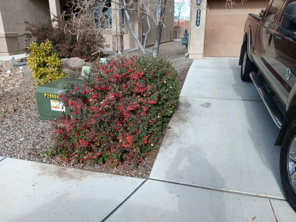 Trusted yard cleanup service experts serving Albuquerque, NM - Lighthouse Handyman Services