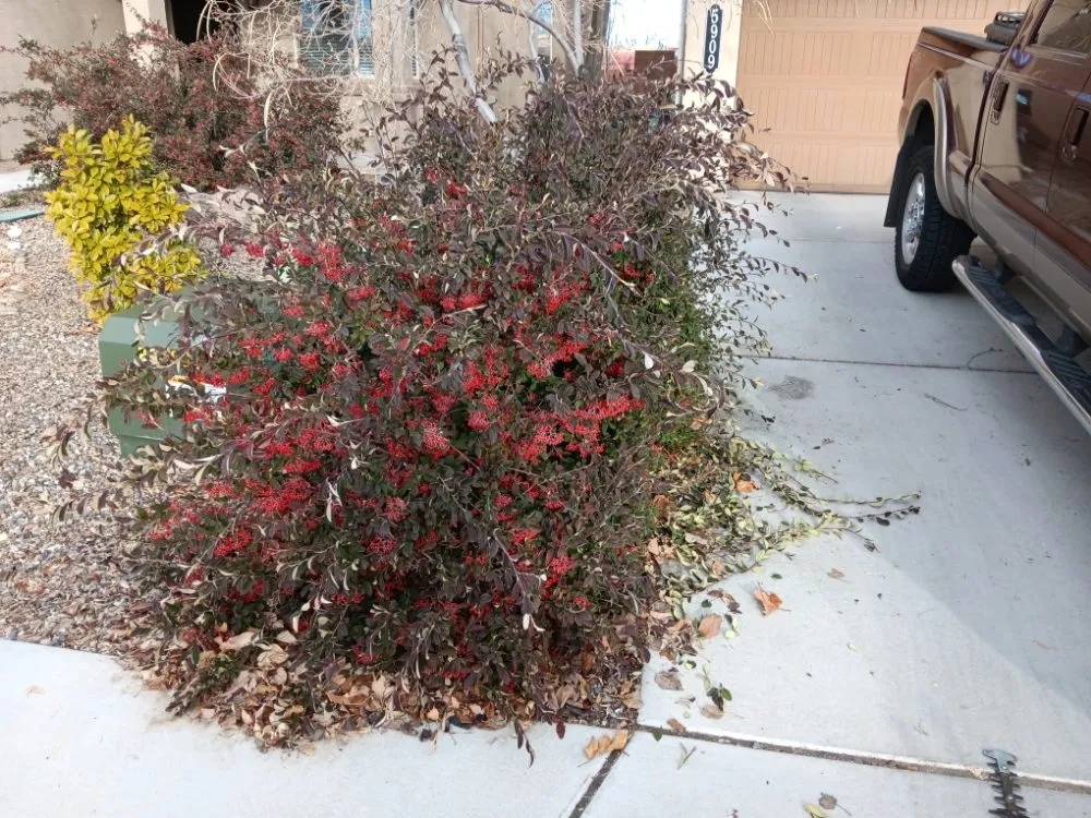 Expert residential landscaping for year-round maintenance across Albuquerque, NM - Lighthouse Handyman Services