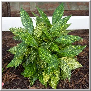 Local landscaping services in Barnegat Light, NJ by Lighthouse Landscape