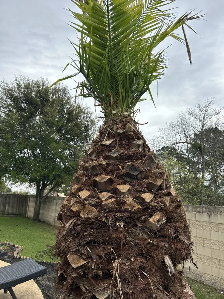Affordable lawn care service experts serving Richmond, TX - Lightning bolt