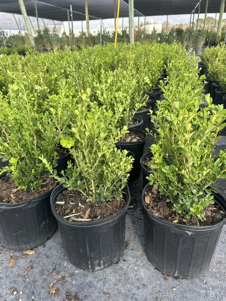 Trusted outdoor landscaping in Richmond, TX - Lightning bolt