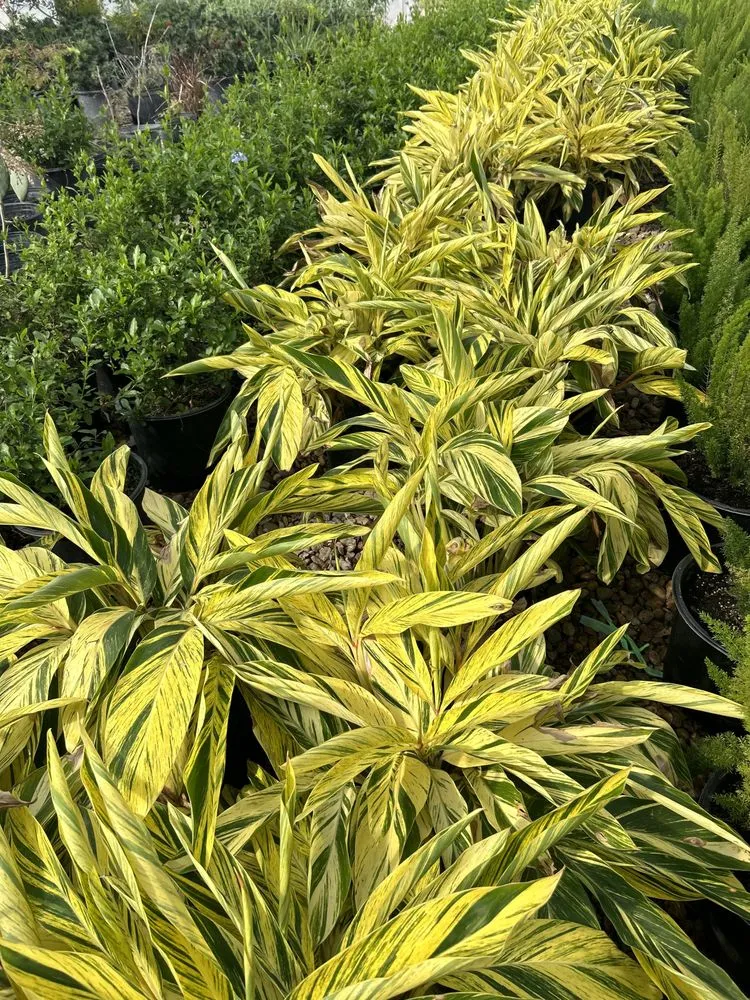 Local yard maintenance in Richmond, TX by Lightning bolt