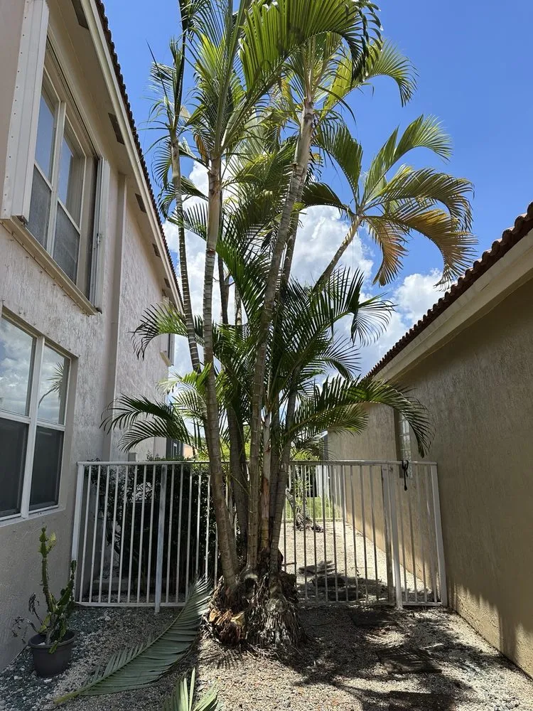 Top-rated lawn care service for year-round maintenance in fort lauderdale, FL by Lightning Tree Service