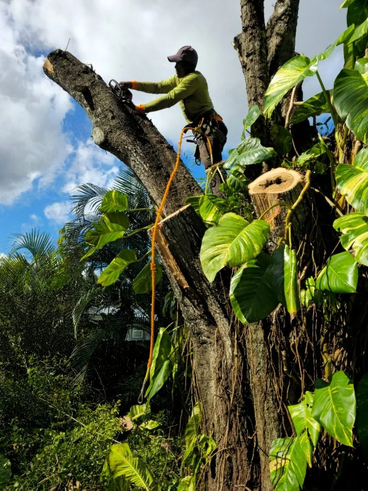 Professional yard maintenance experts serving fort lauderdale, FL - Lightning Tree Service