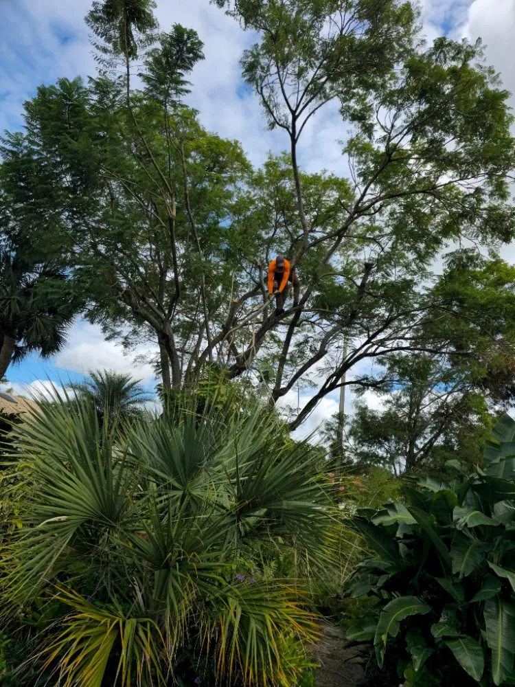 Affordable yard cleanup service in fort lauderdale, FL by Lightning Tree Service