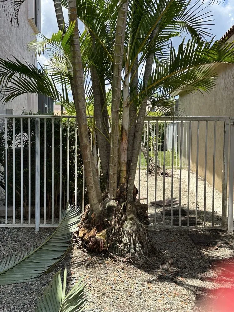 Professional landscape design with custom design in fort lauderdale, FL by Lightning Tree Service