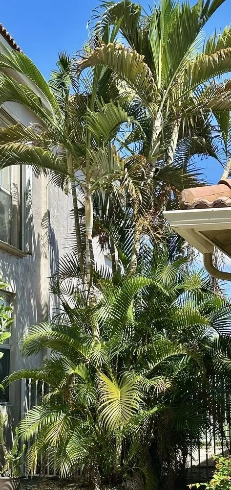 Trusted yard maintenance near you across fort lauderdale, FL - Lightning Tree Service