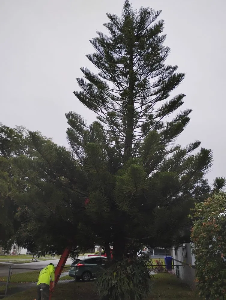 Custom outdoor landscaping for year-round maintenance in fort lauderdale, FL by Lightning Tree Service