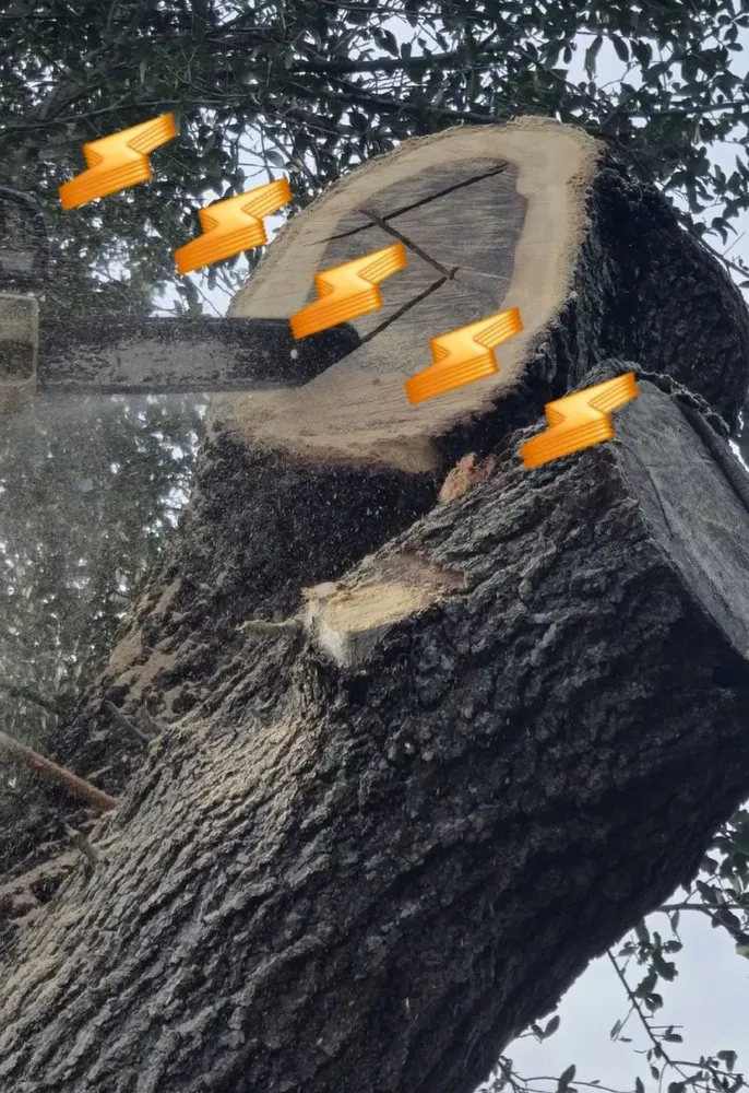 Expert garden landscaping near you in fort lauderdale, FL by Lightning Tree Service