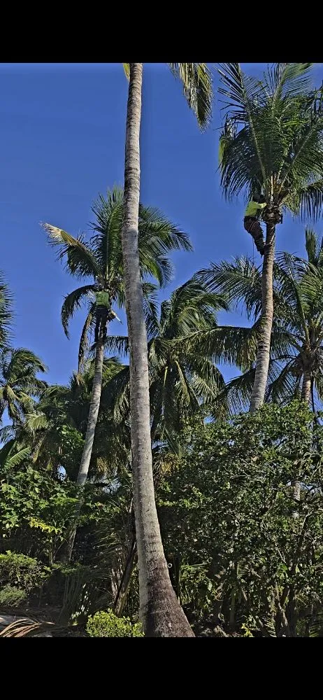 Affordable landscape design for homes in fort lauderdale, FL by Lightning Tree Service