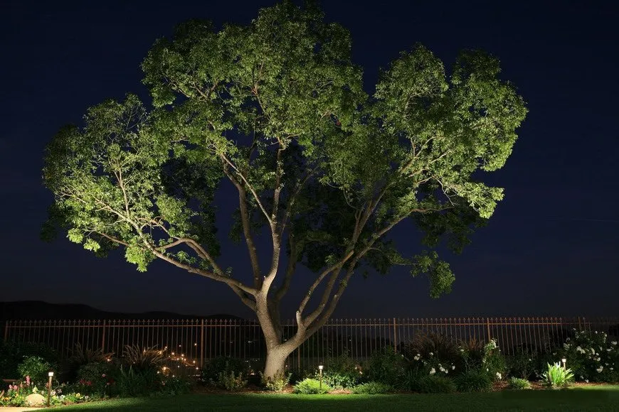 Trusted lawn care service in Winter Park, FL by Lightscapes Outdoor Lighting