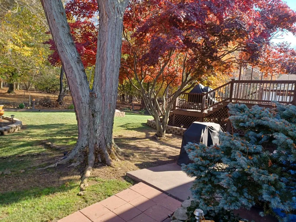 Local yard cleanup service near you across Richmond Heights, OH - Like Mine Landscaping