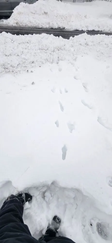 Trusted lawn mowing service for year-round maintenance in Bronx, NY by Lil Love Cleaning