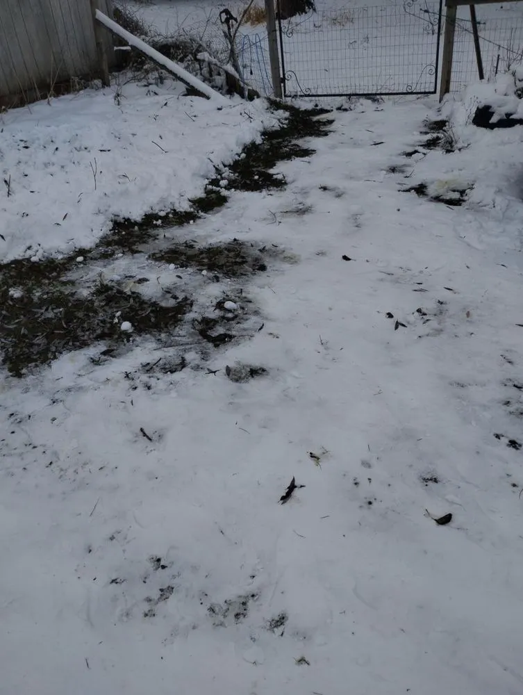 Expert lawn care service for homes in Arlee, MT by Lil L's Lawn Care and Snow Removal