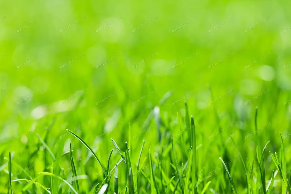Affordable lawn mowing service in Sedalia, MO by Lil' Man's Lawn Care