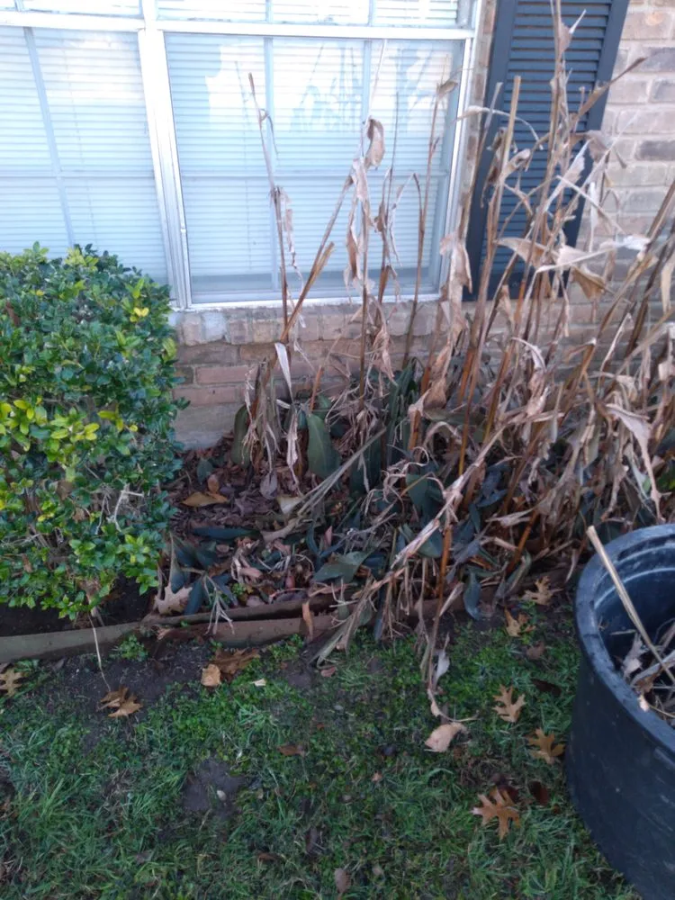 Affordable lawn care service in New Boston, TX - Lil Will Lawn Care